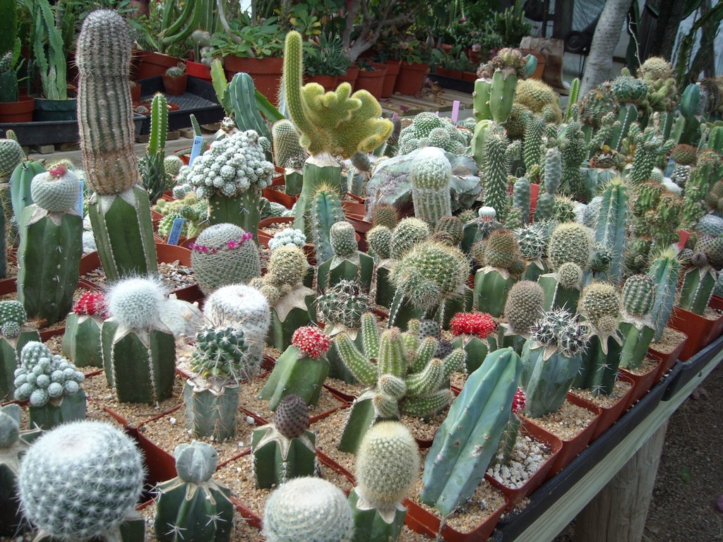 Composizione di cactus